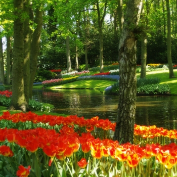 Keukenhof